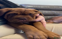 Dogue De Bordeaux dogs for sale: KC Dogue de Bordeaux Girl – Champion Bloodline - Advert 3