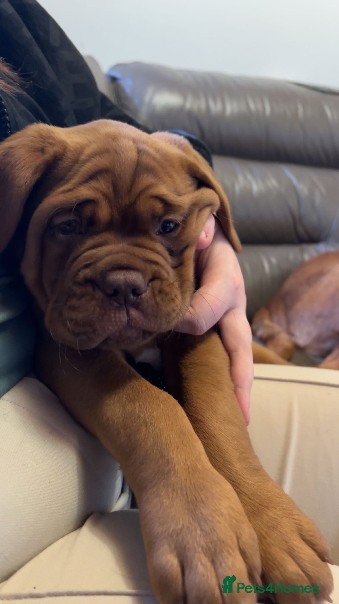 Dogue De Bordeaux dogs for sale: KC Dogue de Bordeaux Girl – Champion Bloodline - Advert 3