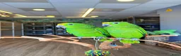 Parrots birds for sale: Gorgeous Baby Panama Amazon Parrots For Sale  - Advert 7