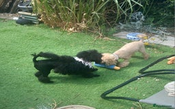 Toy Poodle dogs for sale: *REDUCED*1 WHITE BOY, 1 BLACK GIRL TOY POODLES in Colwyn Bay - Image 27