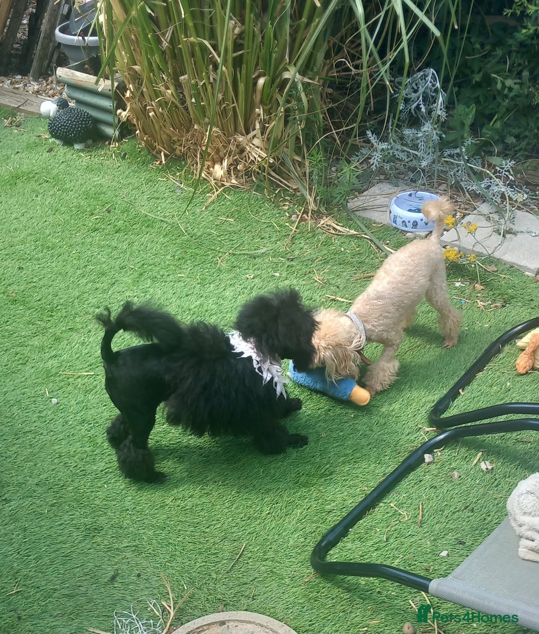Toy Poodle dogs for sale: *REDUCED*1 WHITE BOY, 1 BLACK GIRL TOY POODLES in Colwyn Bay - Image 27