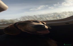 Mixed Breed dogs for sale: German shepherd x Labrador - Image 3
