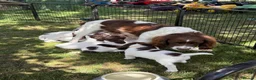 English Springer Spaniel dogs for sale: Working Springer Spaniels  - Advert 10