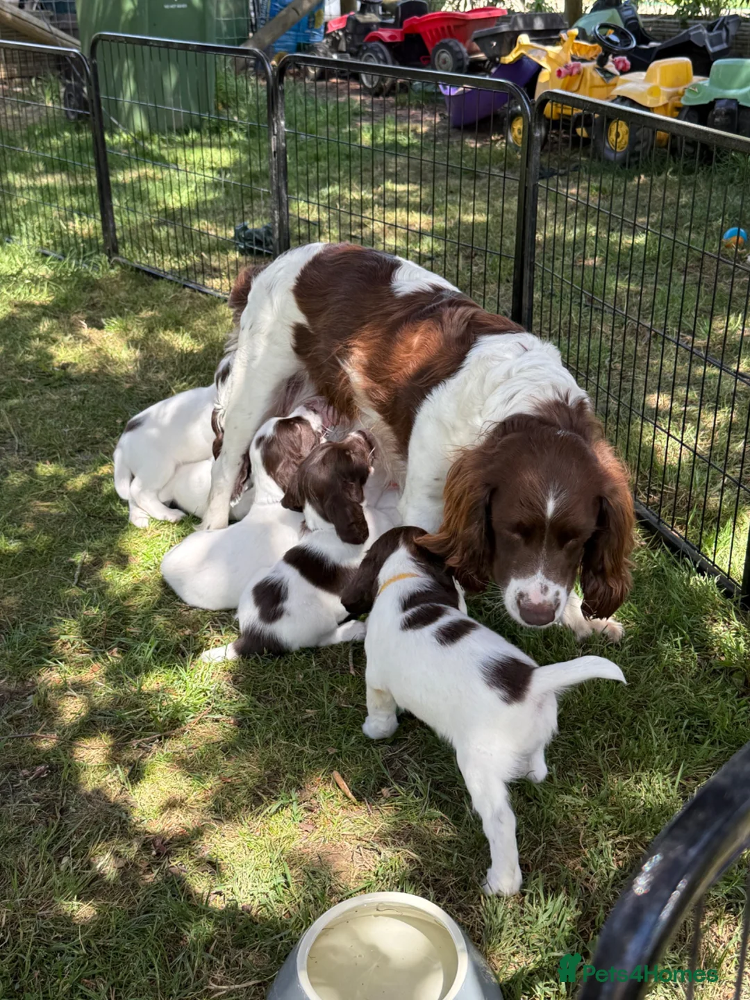 English Springer Spaniel dogs for sale: Working Springer Spaniels  - Advert 10