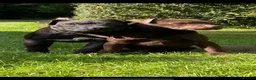 Patterdale Terrier dogs for sale: Ready now Stunning nutal patterdale terriers  - Advert 11