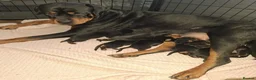 Rottweiler dogs for sale: Courageous, Intelligent & Devoted Rottweilers in Hull - Advert 13