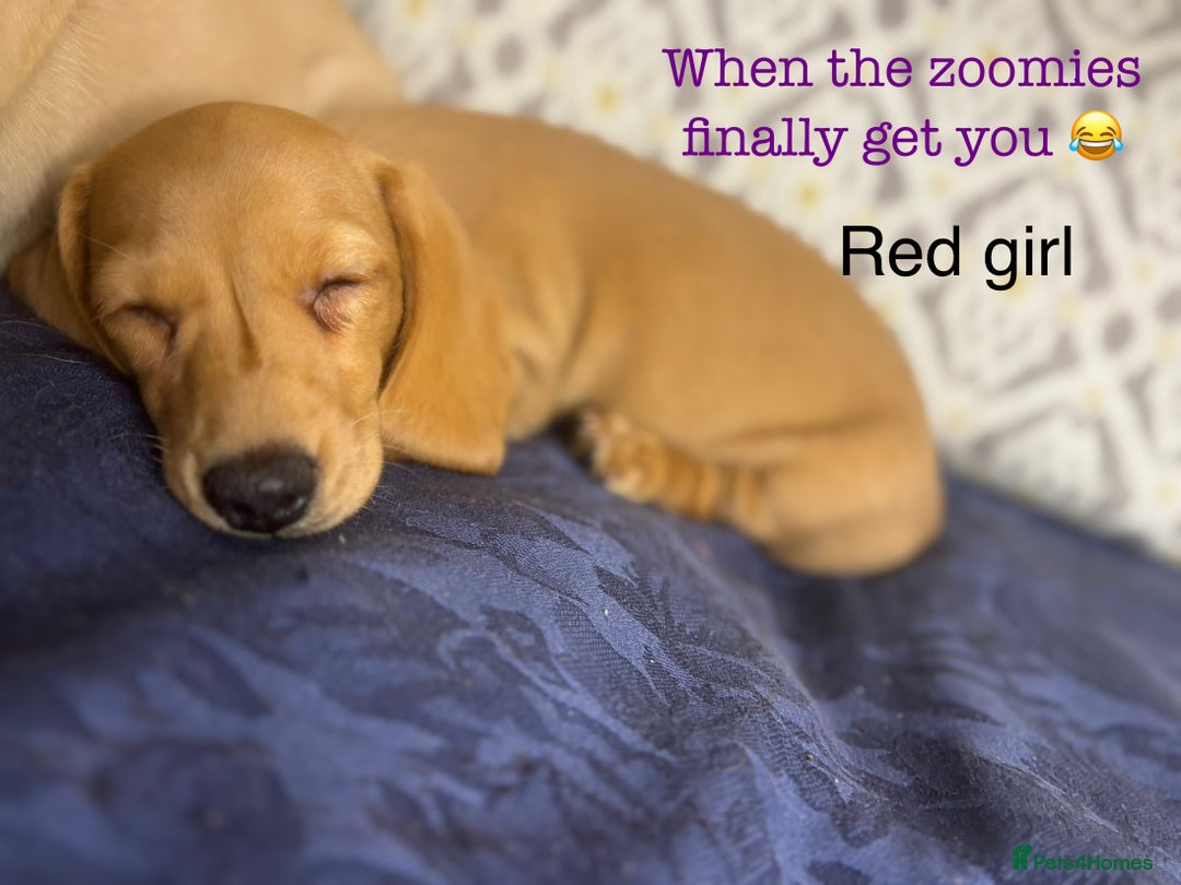 Miniature Dachshund dogs for sale: 🐶 Miniature Smooth Haired Dachshunds. KC REG. 🐶  - Image 7