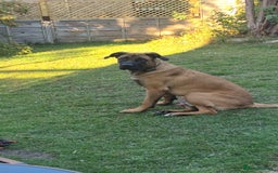 Mixed Breed dogs for sale: Belgian mali x Cane Corso - Image 3