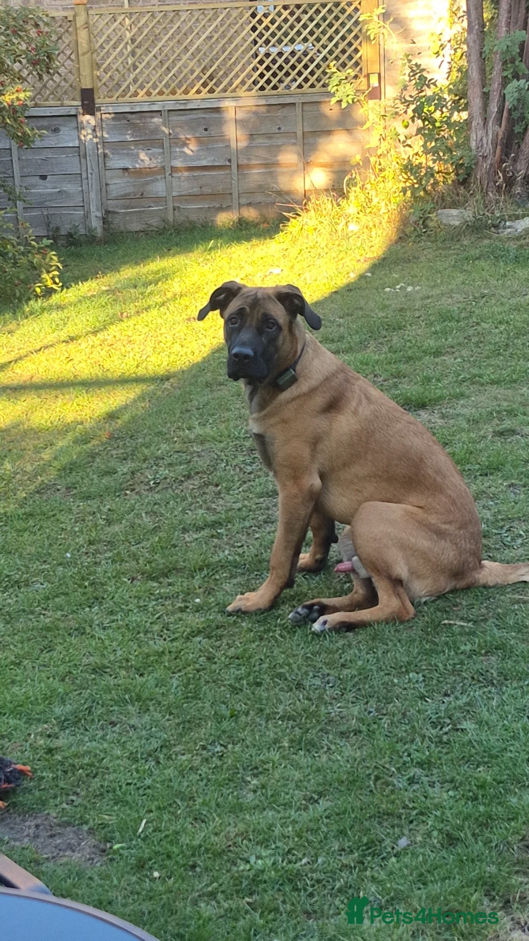 Mixed Breed dogs for sale: Belgian mali x Cane Corso - Image 3