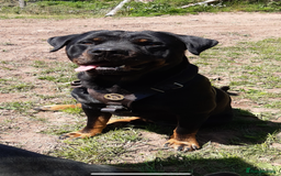 Rottweiler dogs for sale: 8 year old Rottweiler “Ronnie” - Image 1