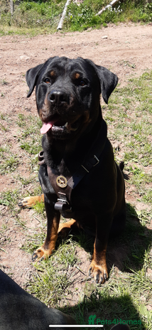 Rottweiler dogs - Advert 2