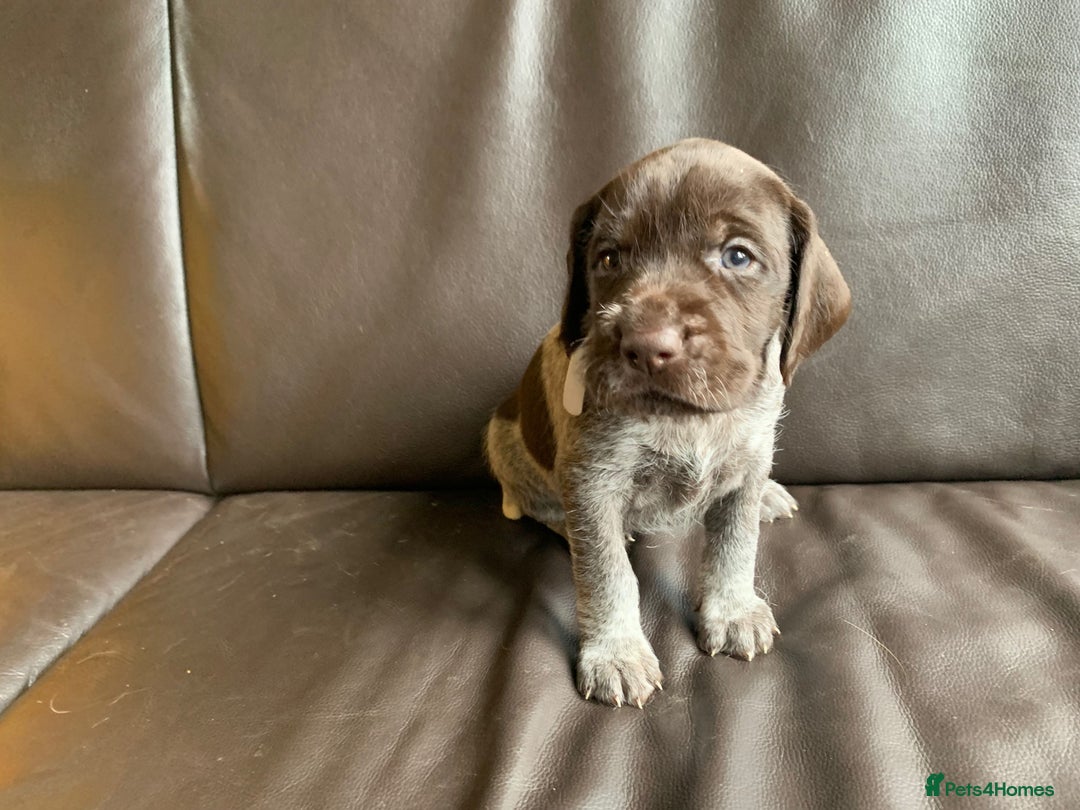 German Wirehaired Pointer dogs for sale: Pedigree GWP pups from strong working lines - Image 15