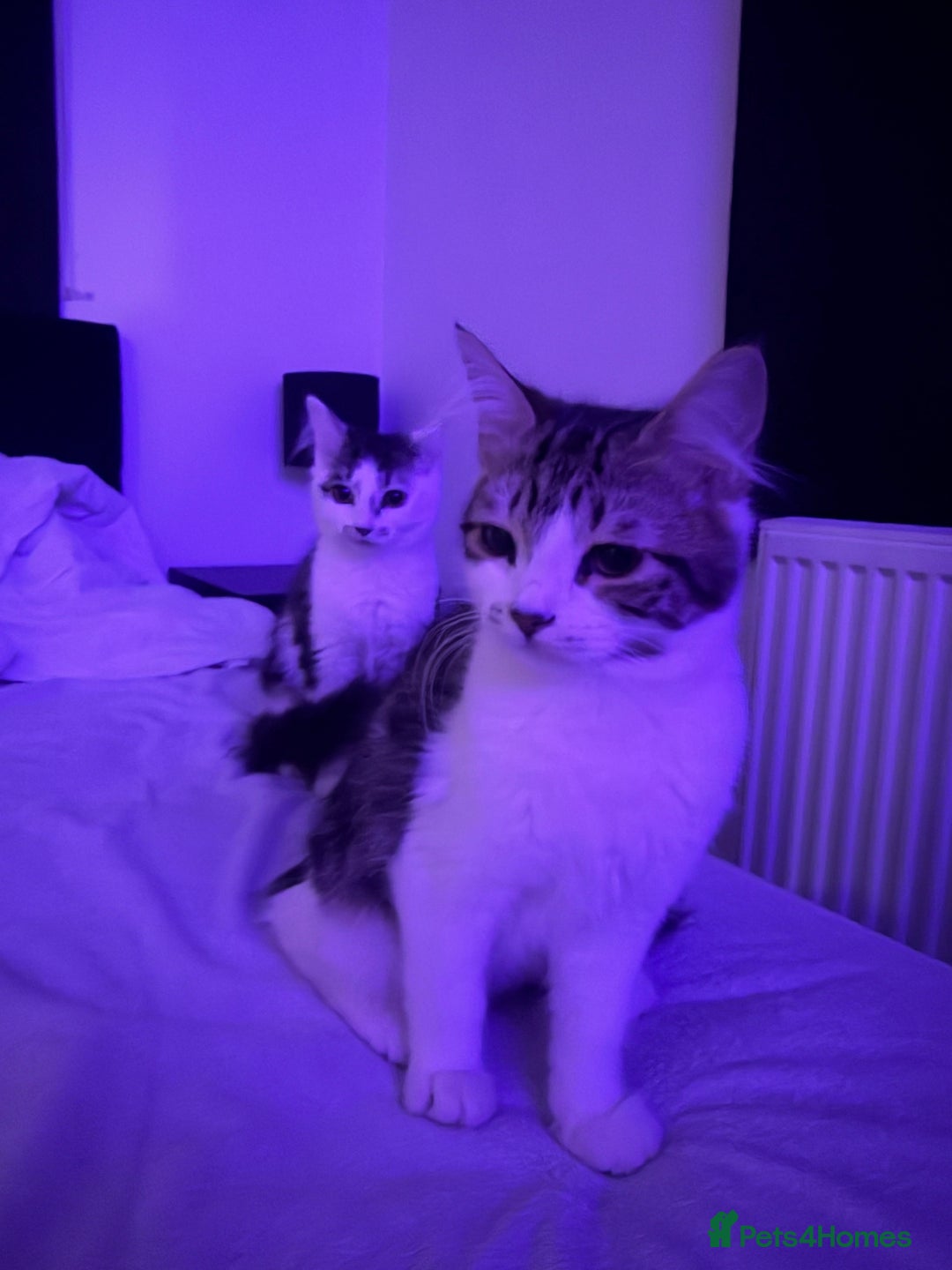 British Longhair cats for sale: 2 female kittens  - Advert 1