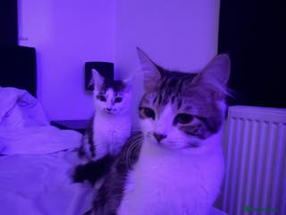 British Longhair cats 2 female kittens - Advert 4