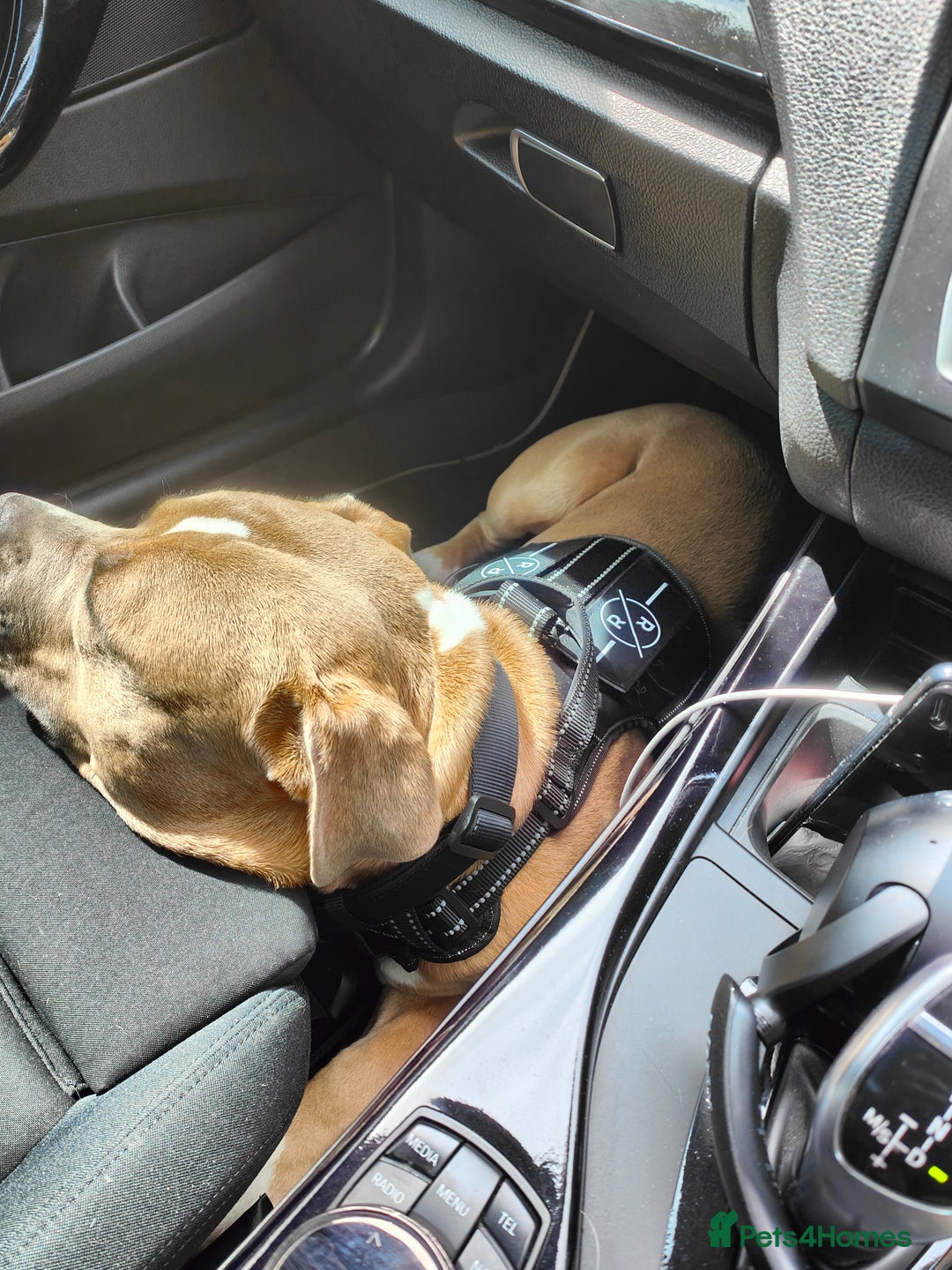Mixed Breed dogs for sale: My boy needs a loving home - Image 1