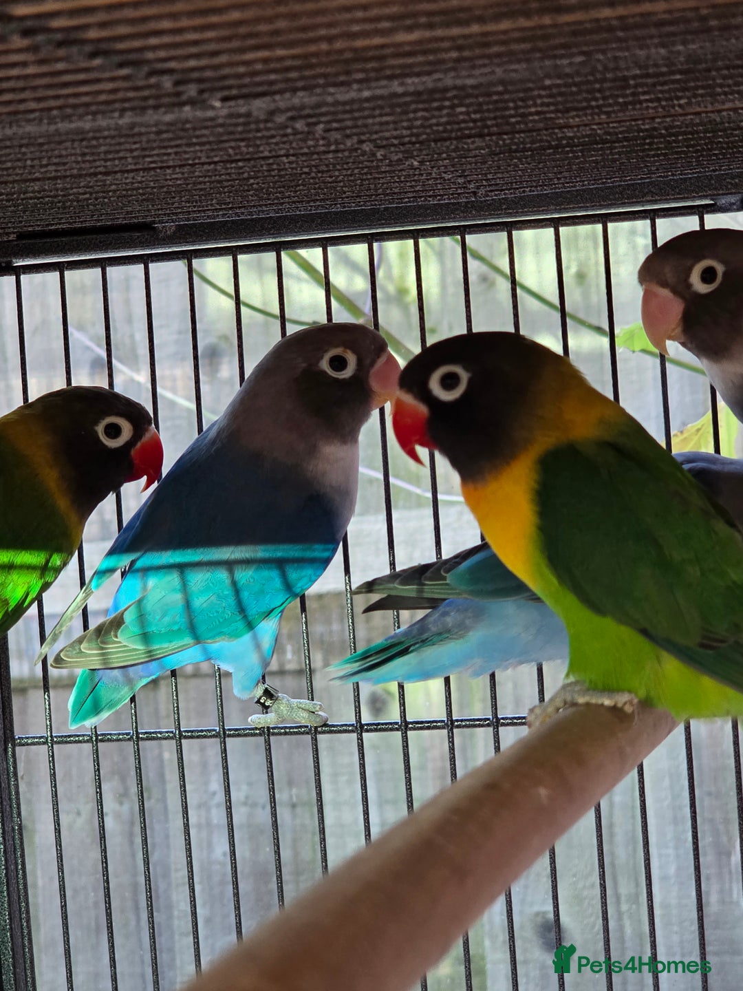 Lovebirds birds for sale: Blackmasked young lovebirds for sale - Advert 1