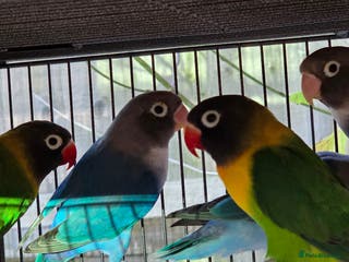 Lovebirds birds Blackmasked young lovebirds for sale - Advert 2