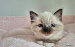 Ragdoll cats for sale: Ragdoll Kittens - Image 8