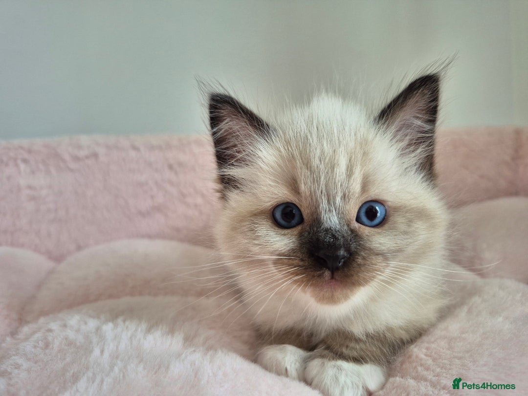 Ragdoll cats for sale: Ragdoll Kittens - Image 8