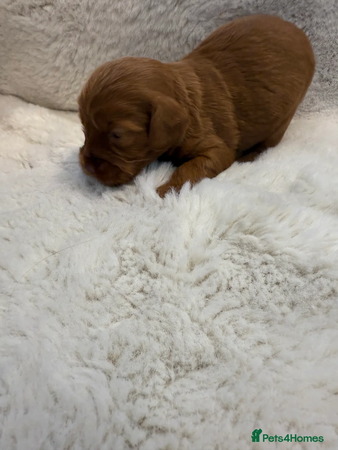 Cockapoo dogs for sale: F1 stunning cockerpoo puppies - Advert 19