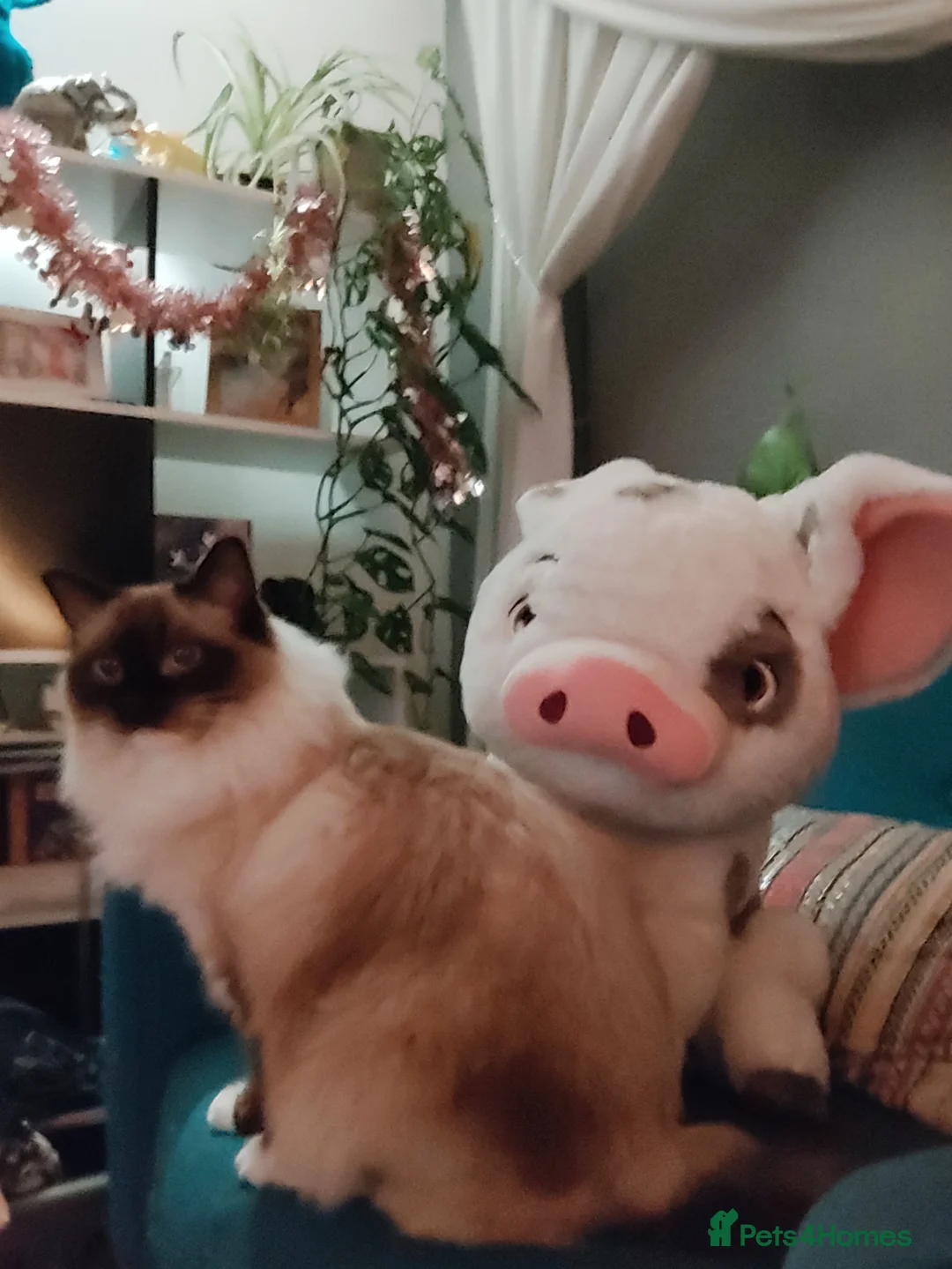 Gallery Image {{count}}