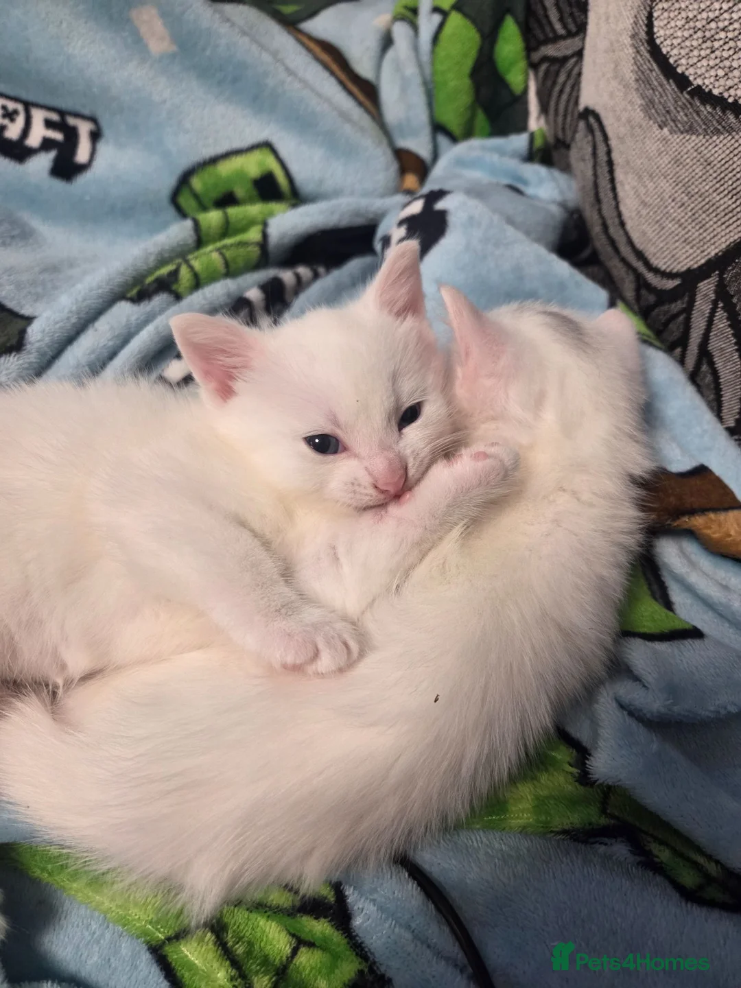 Mixed Breed cats for sale: Female white kittens - Advert 2