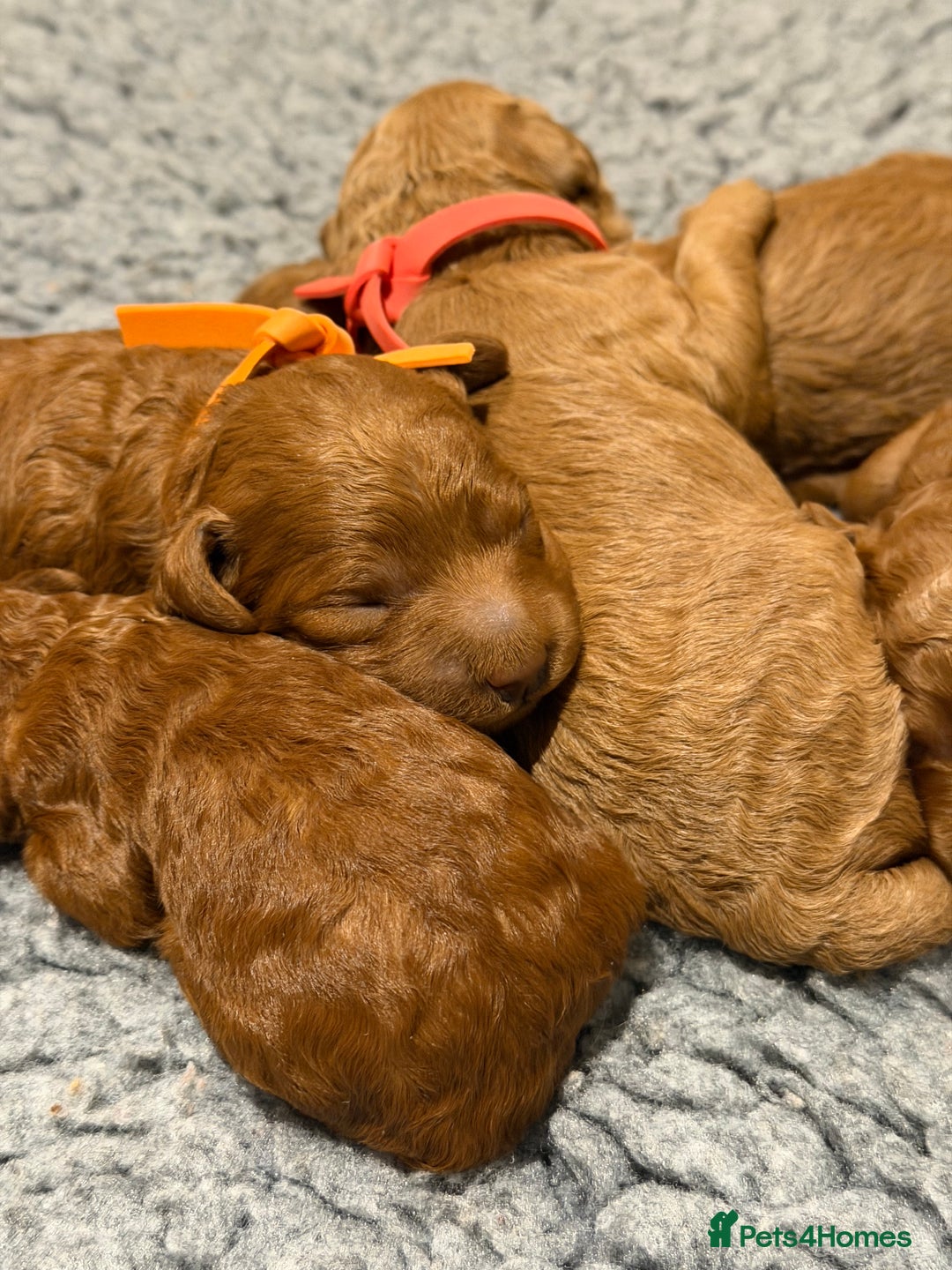 Miniature Poodle dogs for sale: Beautiful Red KC Registered Miniature Poodle Pups - Advert 8