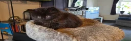 British Longhair cats for sale: British Longhair Kittens - Advert 4