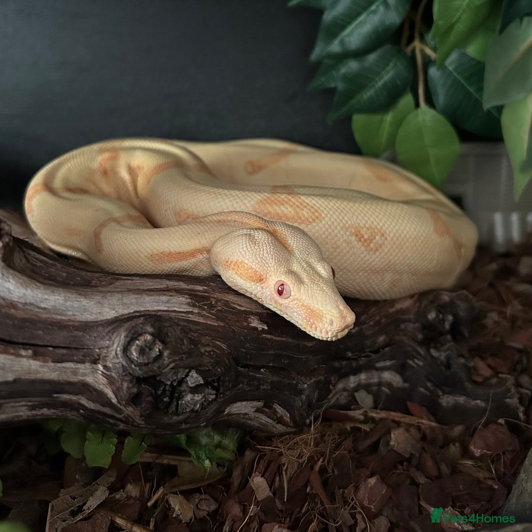 Boa Snake reptiles for sale: Sunglow Boa Constrictor  - Image 2