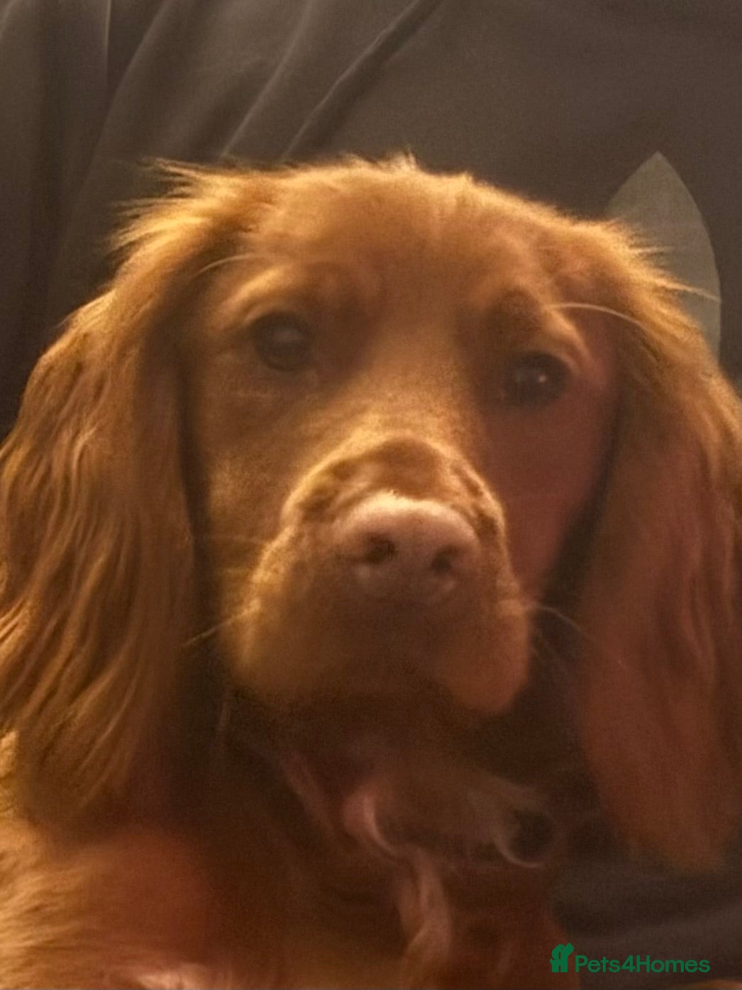 Cocker Spaniel dogs Male Cocker Spaniel - Advert 3