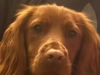 Cocker Spaniel dogs Male Cocker Spaniel - Advert 3