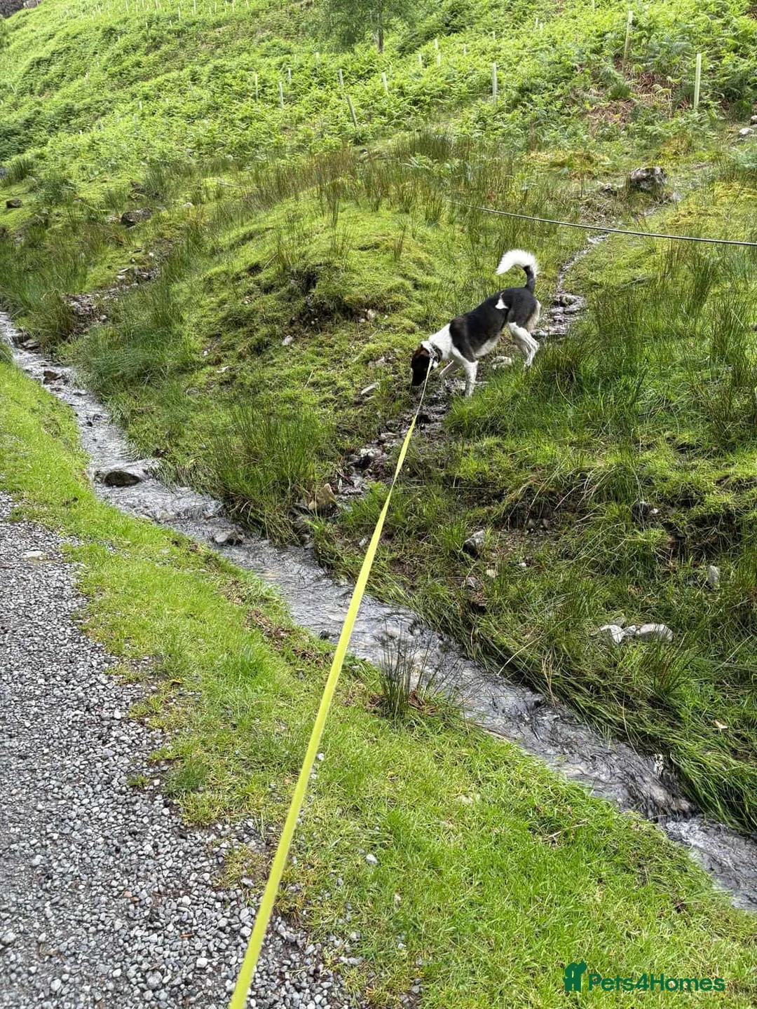 Mixed Breed dogs for adoption: ASTRO - Advert 13