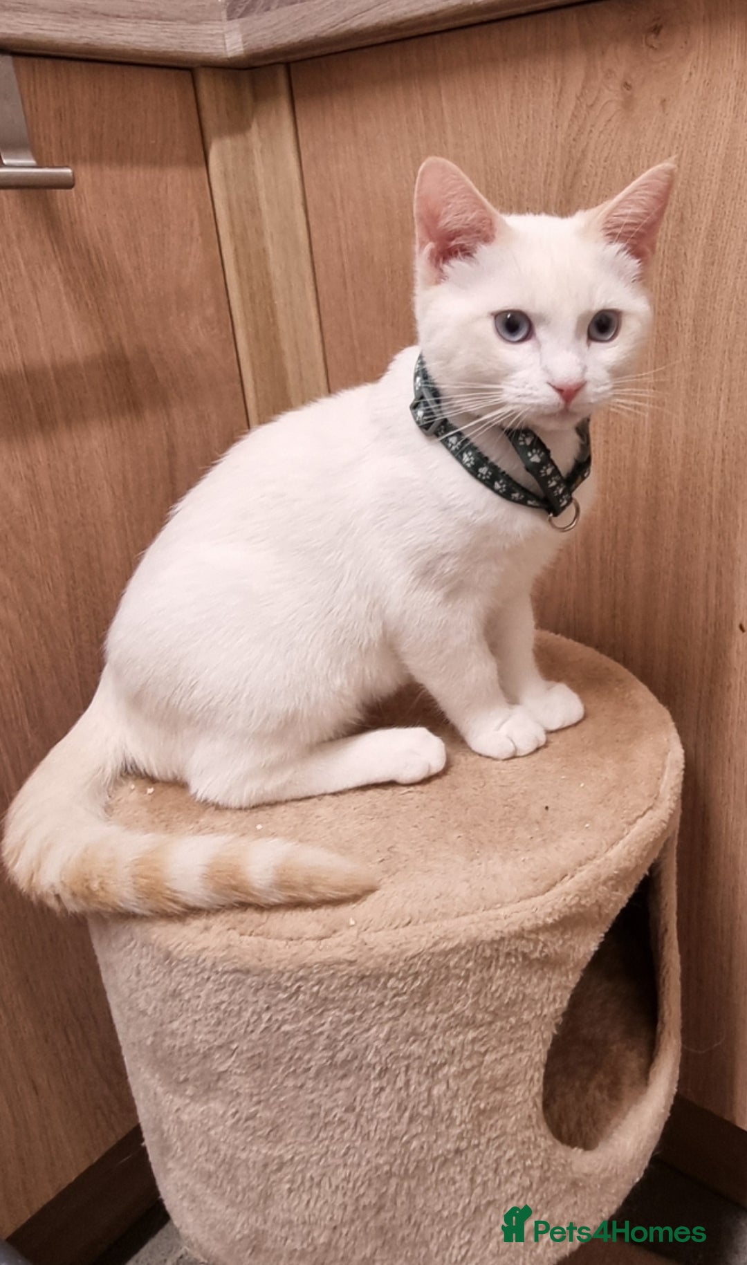 Siamese cats for sale: Flame point siamese  - Advert 4