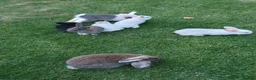 Mixed Breed rabbits for sale: Rabbits for sale  - Advert 7
