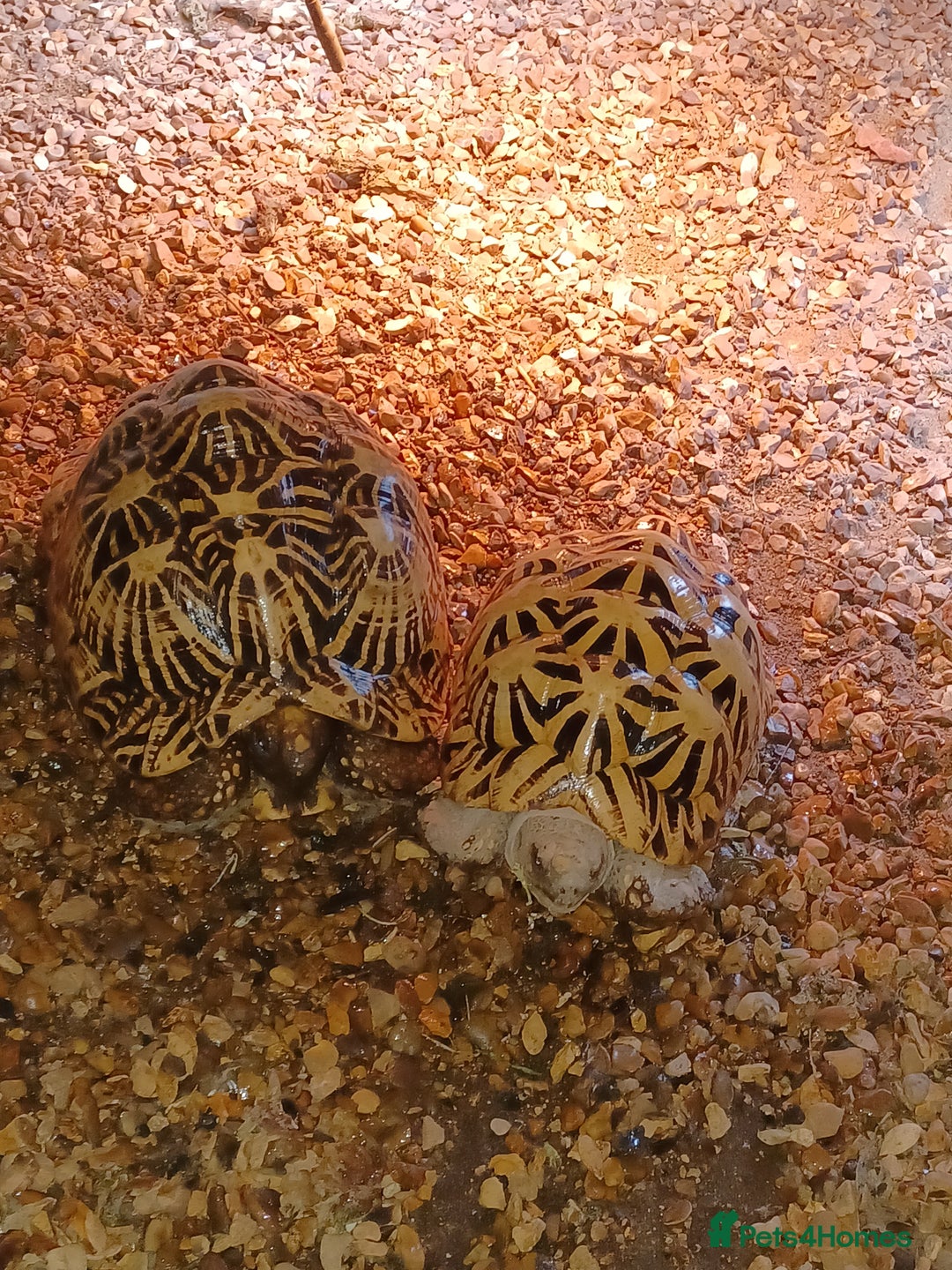 Tortoise reptiles for sale: ADULT PAIR OF INDIAN STAR TORTOISES UNRELATED  - Advert 7