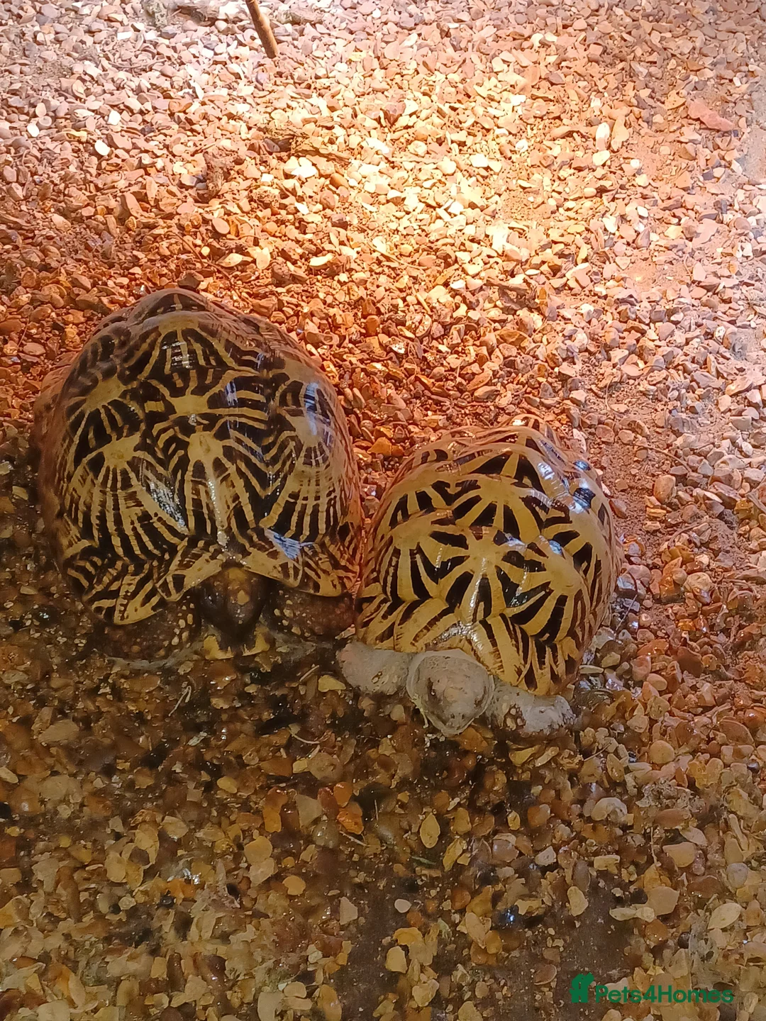 Tortoise reptiles for sale: ADULT PAIR OF INDIAN STAR TORTOISES UNRELATED  - Advert 7