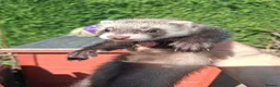 Ferret rodents for sale: Ferret kits - Advert 7