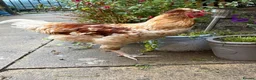 Chickens poultry for sale: friendly young cockerel  - Advert 3
