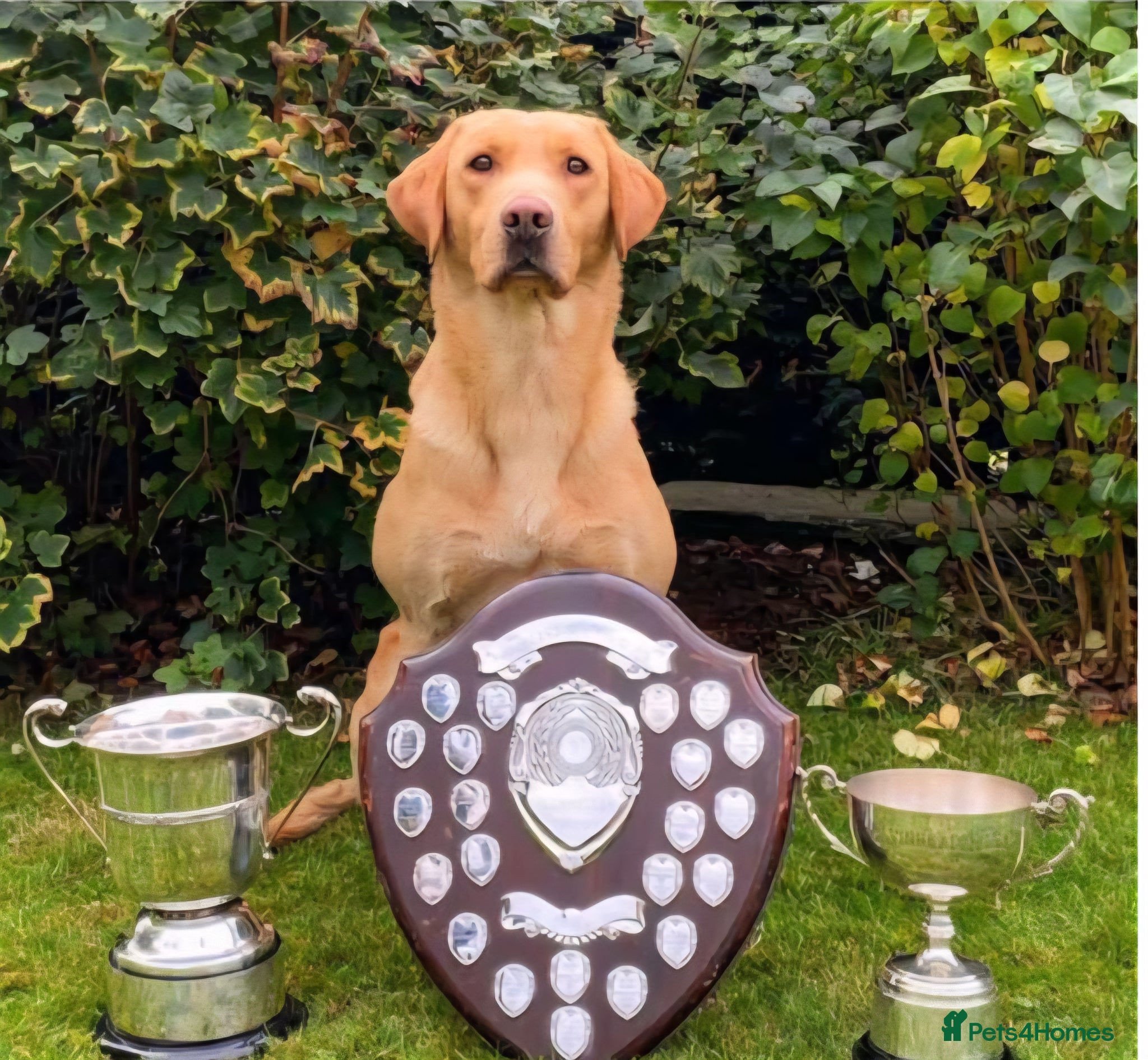 Labrador Retriever dogs Well bred KC registered lab pups - Advert 17
