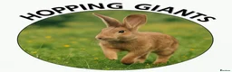 Continental Giant rabbits for sale: Pure Continental Giant Vaccinated  - Advert 26