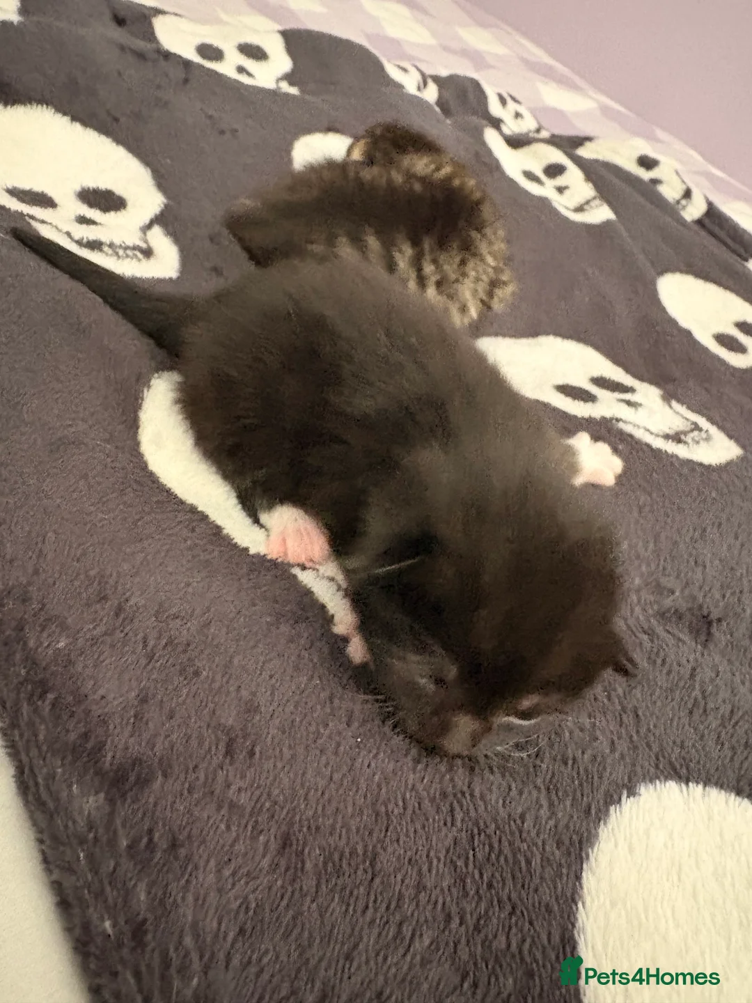 Mixed Breed cats for sale: Mix breed kittens for sale - Advert 2