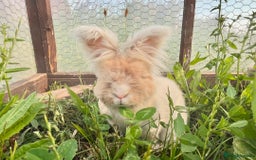Angora rabbits for sale: Pedigree Full Faced & Maxi Faced English Angoras - Image 10