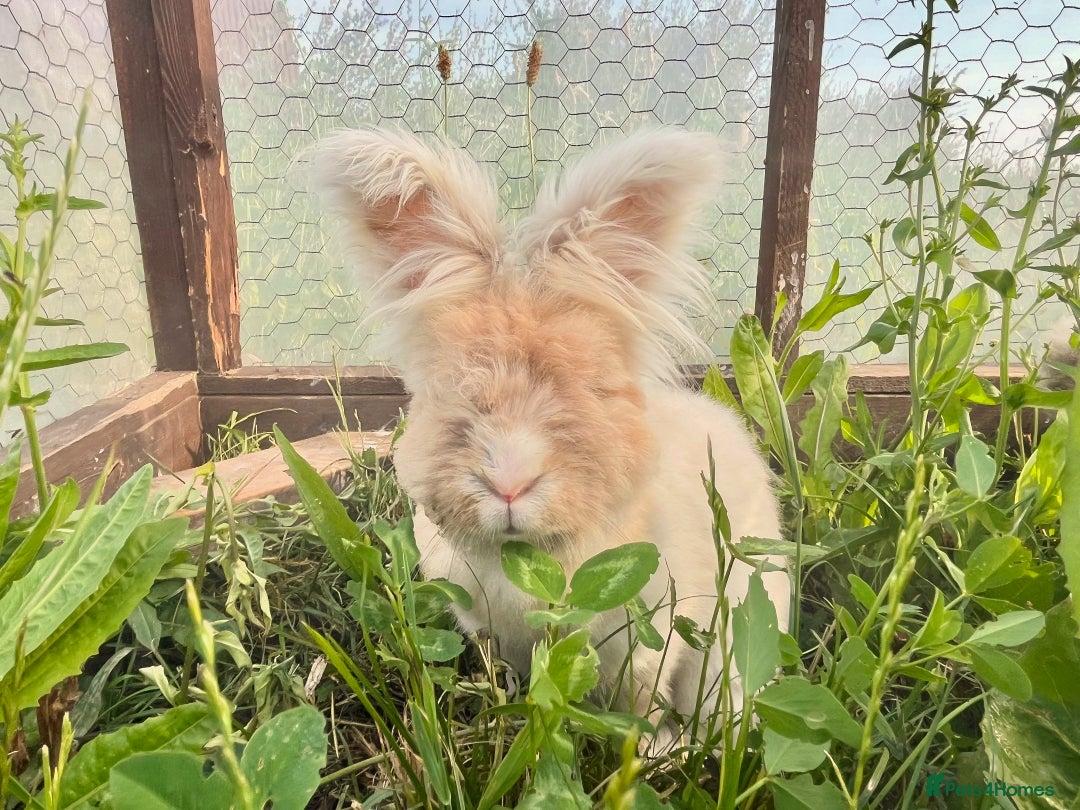 Angora rabbits for sale: Pedigree Full Faced & Maxi Faced English Angoras - Image 10