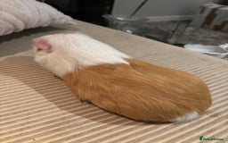 Guinea Pig rodents for sale: 3 boars for sale - Image 4