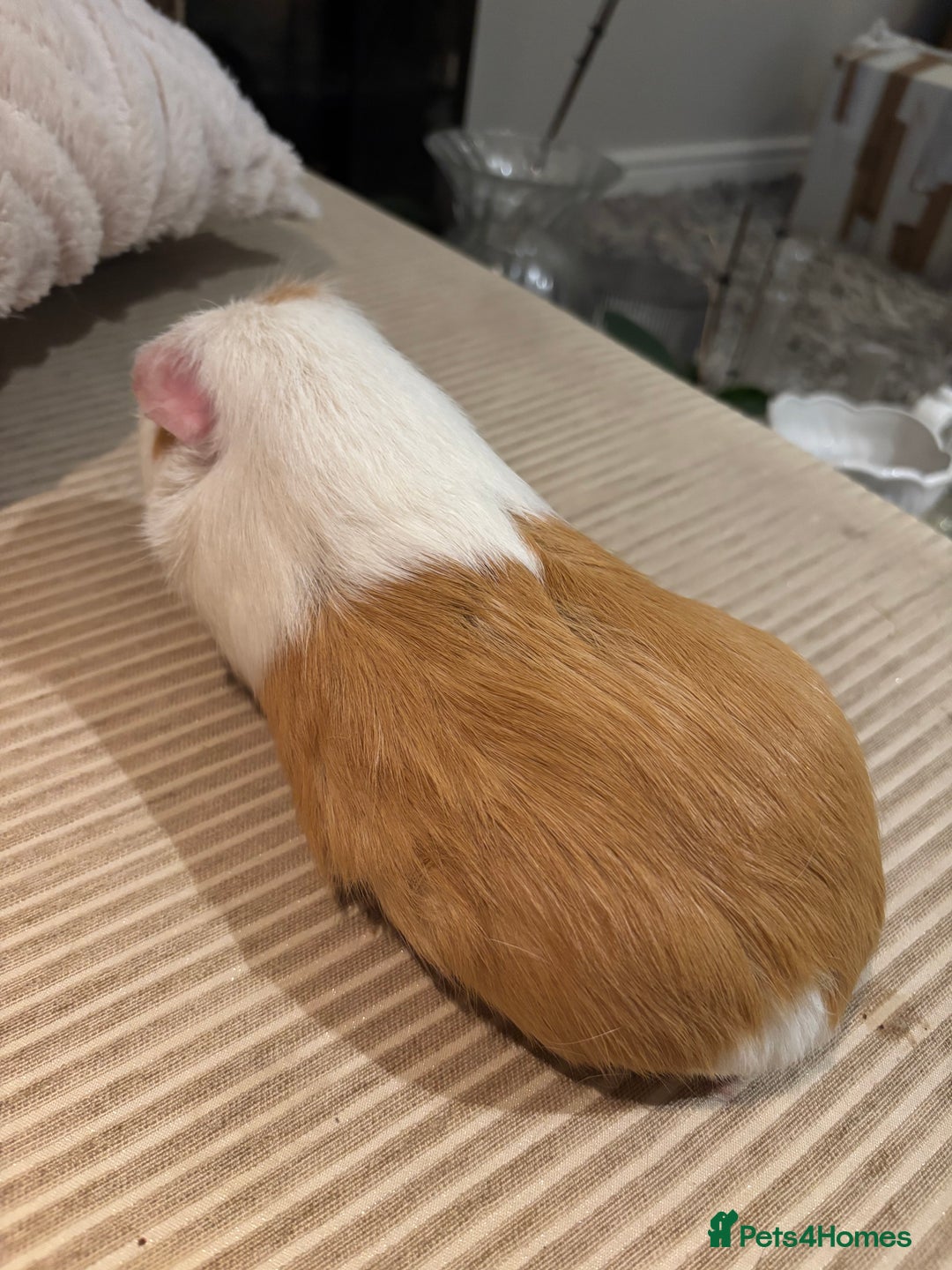 Guinea Pig rodents for sale: 3 boars for sale - Image 4