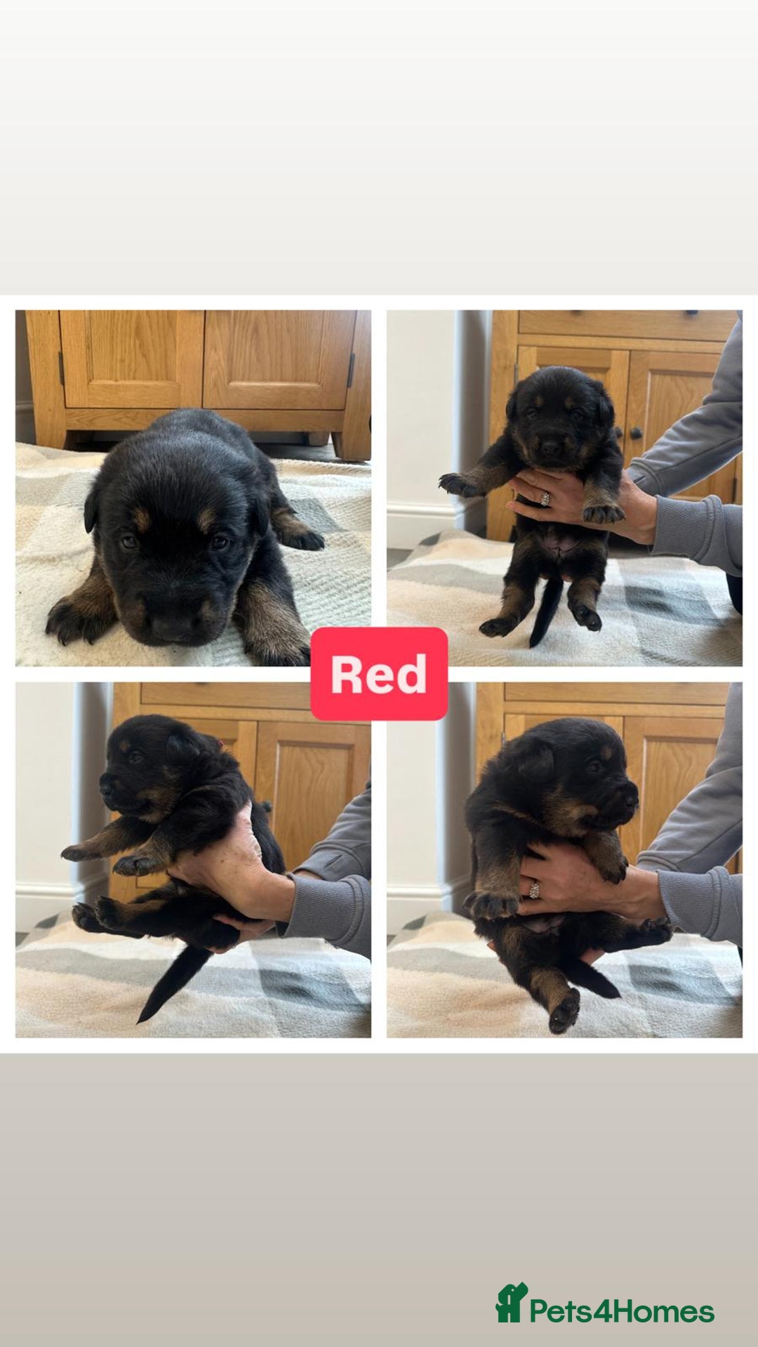Mixed Breed dogs for sale: 4 Beautiful Hybrid German Shepherd/Rotti puppies - Advert 5