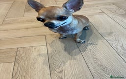Chihuahua dogs for sale: 2 year old short hair Chihuahua  - Image 3