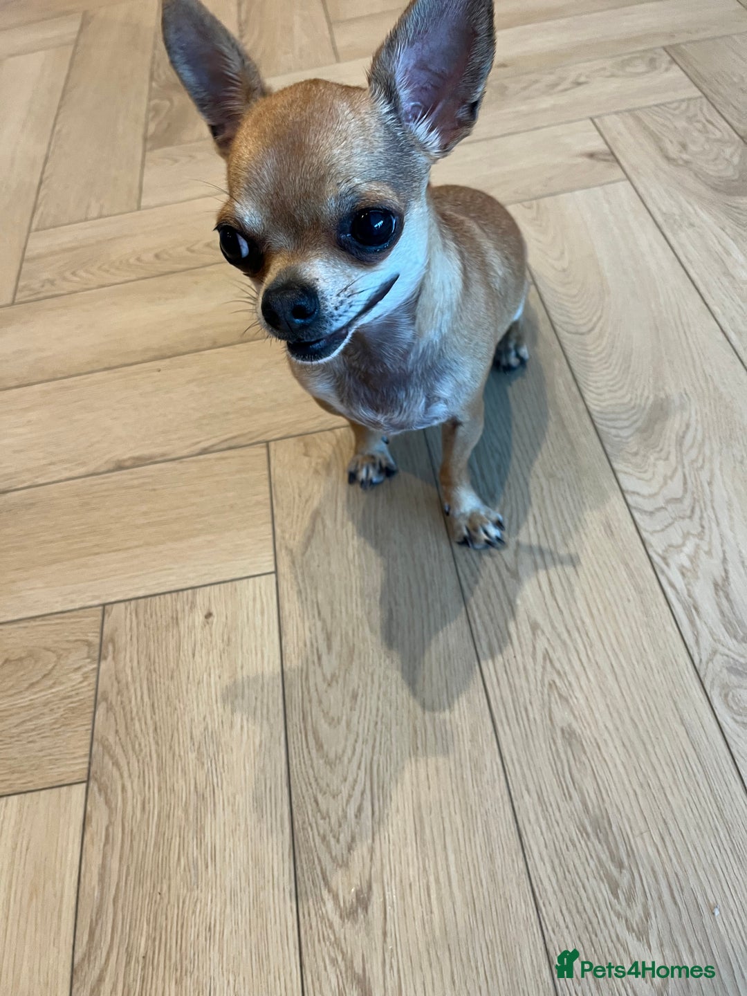 Chihuahua dogs for sale: 2 year old short hair Chihuahua  - Image 3
