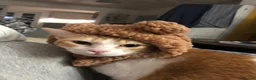 Domestic Shorthair cats for sale: Beautiful Ginger and White Shorthair 6 years old  - Advert 2
