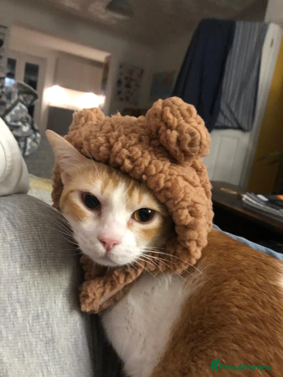 Domestic Shorthair cats for sale: Beautiful Ginger and White Shorthair 6 years old  - Advert 2